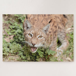 Puzzles Photo lynx , animals.