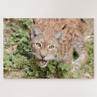 Puzzles Photo lynx , animals.