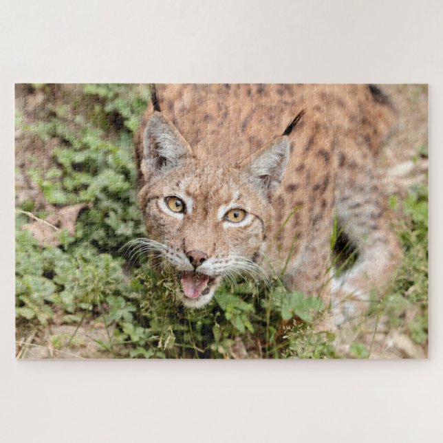 Puzzles Photo lynx , animals. (Horizontal)