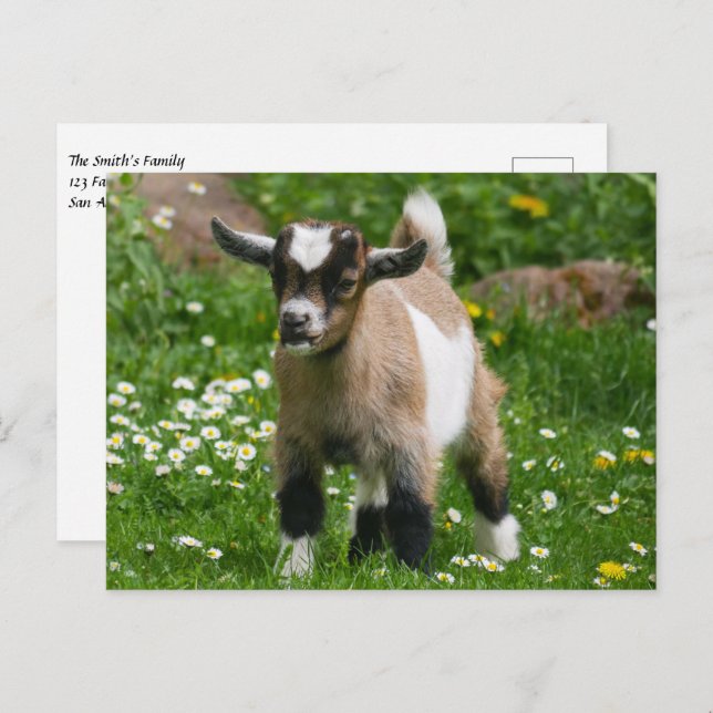 Pygmy Dwarf Goat Kid in Flowers Postcard (Front/Back)