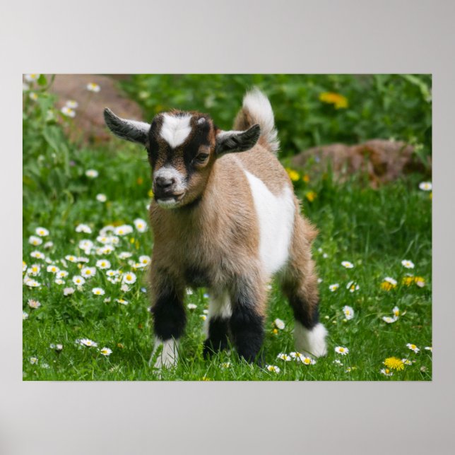 Pygmy Dwarf Goat Kid in Flowers Poster (Front)