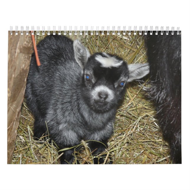 Pygmy Goat Babies Calendar (Cover)
