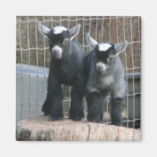 Pygmy Goat Babies Magnet (Front)