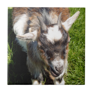 PYGMY GOAT CERAMIC TILE