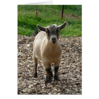 Pygmy Goat Doe