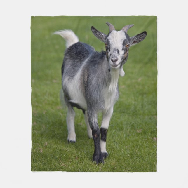 Pygmy Goat Fleece Blanket (Front)