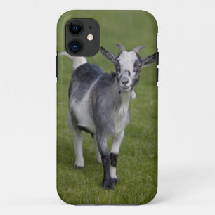 Pygmy Goat iPhone 5 Case-Mate Case