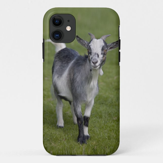 Pygmy Goat iPhone 5 Case-Mate Case (Back)