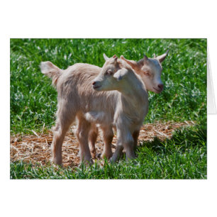 Pygmy Goat Kids Card