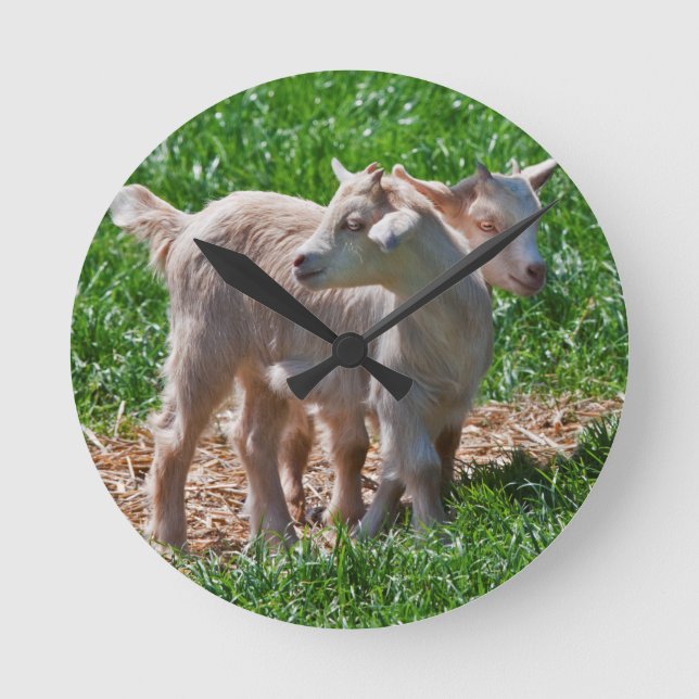 Pygmy Goat Kids Clock (Front)
