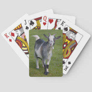 Pygmy Goat Playing Cards