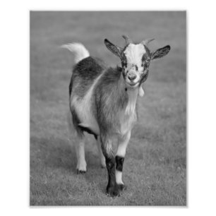 Pygmy Goat Print (Black and White)