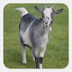Pygmy Goat Sticker
