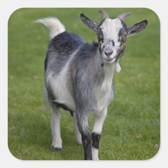 Pygmy Goat Sticker (Front)