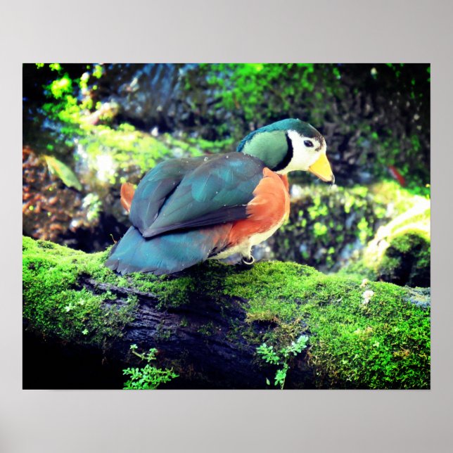 Pygmy Goose Poster - R - 0937 (Front)