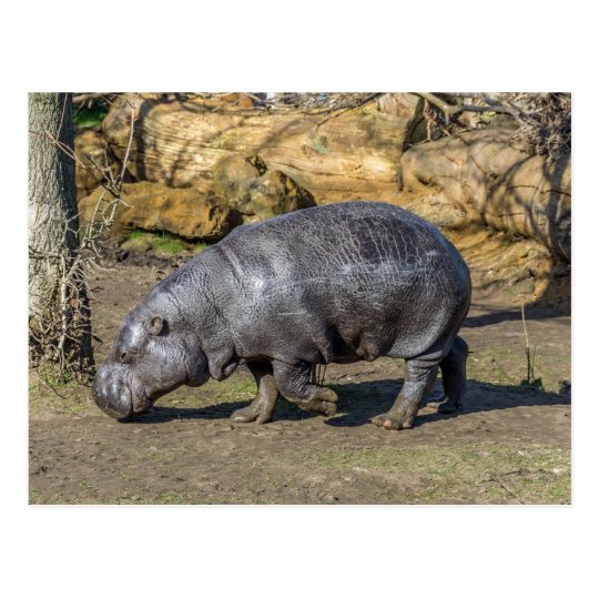 Pygmy hippo at the zoo postcard