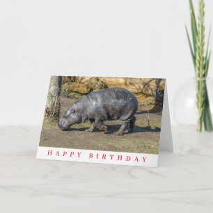 Pygmy hippo birthday card
