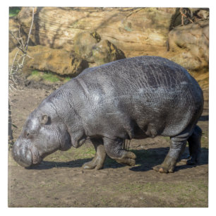 Pygmy hippo ceramic photo tile