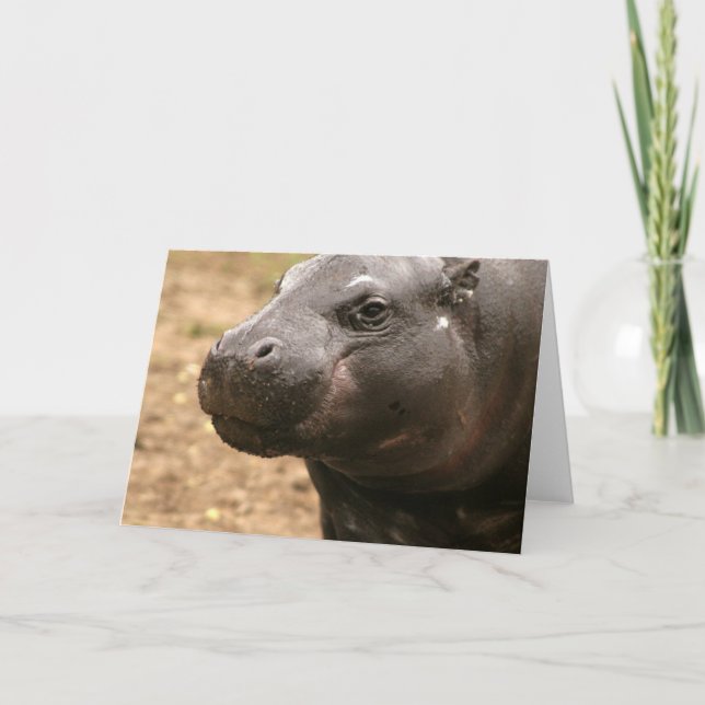 Pygmy Hippo Greeting Card (Front)