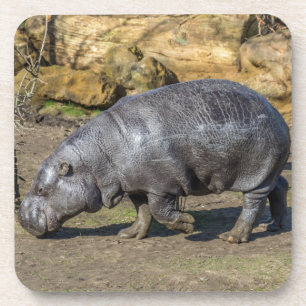 Pygmy hippo hard plastic coasters