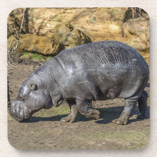 Pygmy hippo hard plastic coasters (Front)