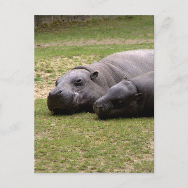 Pygmy hippos postcard (Front)