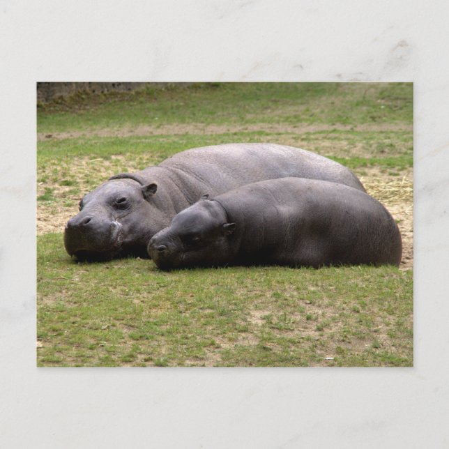 Pygmy hippos postcard (Front)