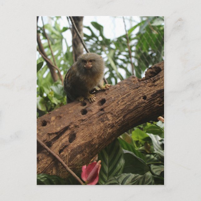 Pygmy Marmoset # 4 Postcard (Front)
