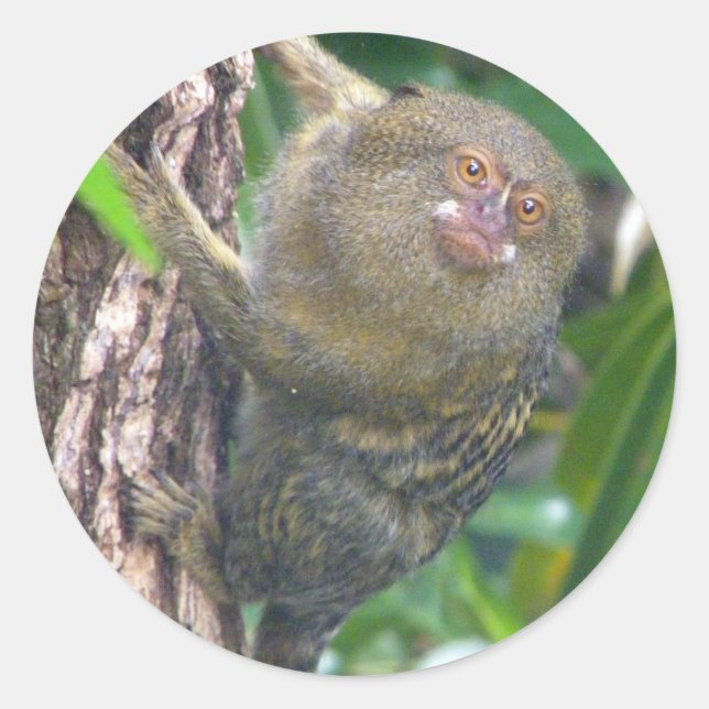 Pygmy Marmoset Classic Round Sticker (Front)