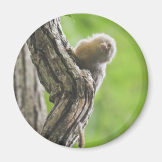 Pygmy Marmoset Magnet