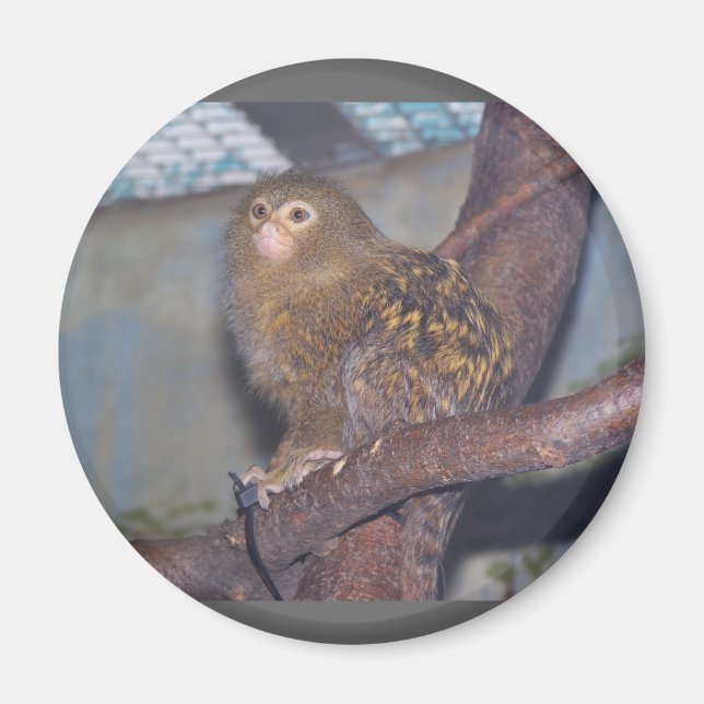 Pygmy Marmoset Portrait Magnet (Front)