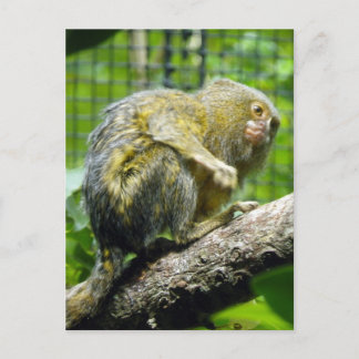 Pygmy Marmoset Postcard