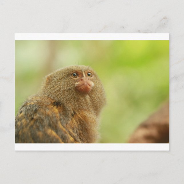 Pygmy Marmosets Postcard (Front)