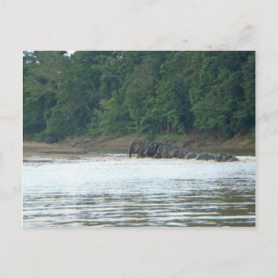 Pygmy Paddle Postcard