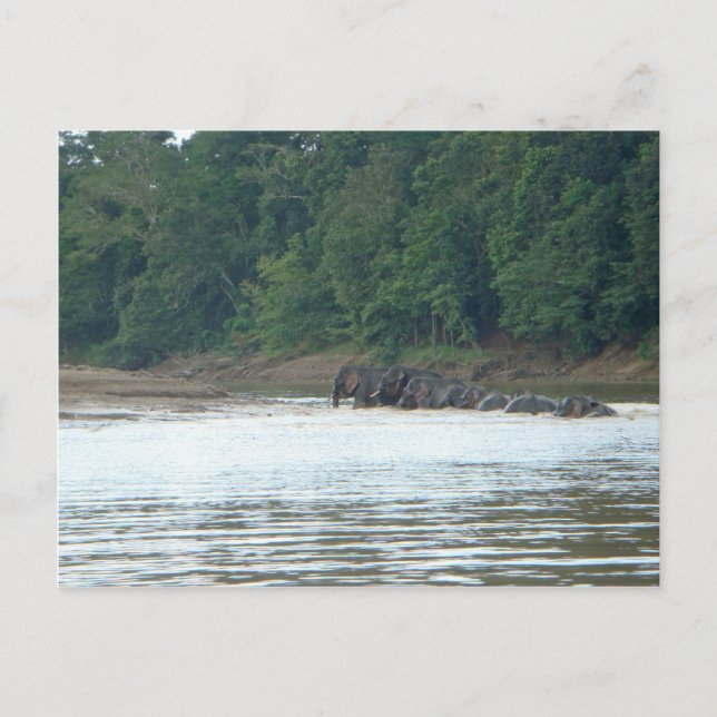 Pygmy Paddle Postcard (Front)