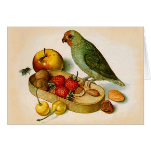 Pygmy Parrot With Fruit and Nuts