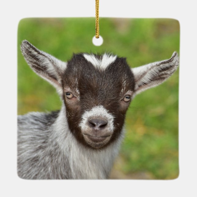Pygmy Pet Goat Kid Ceramic Ornament (Back)