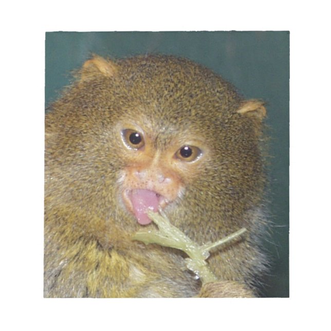 pygmymarmoset10x10 notepad (Front)