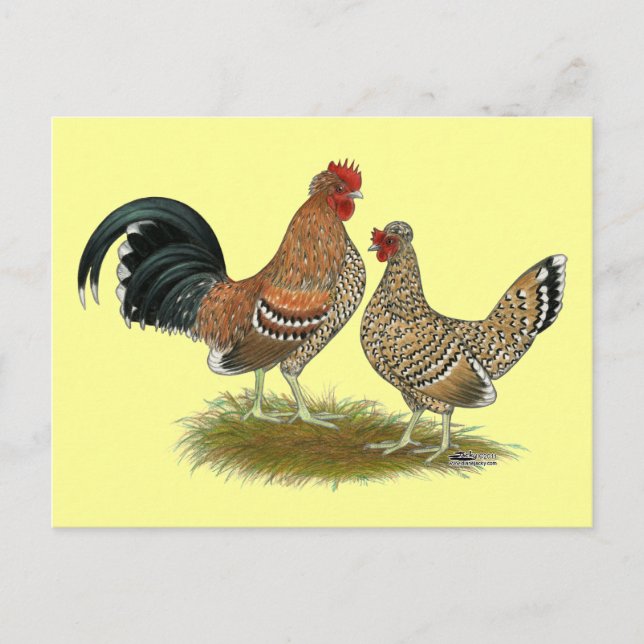 Pyncheon Bantams Postcard (Front)