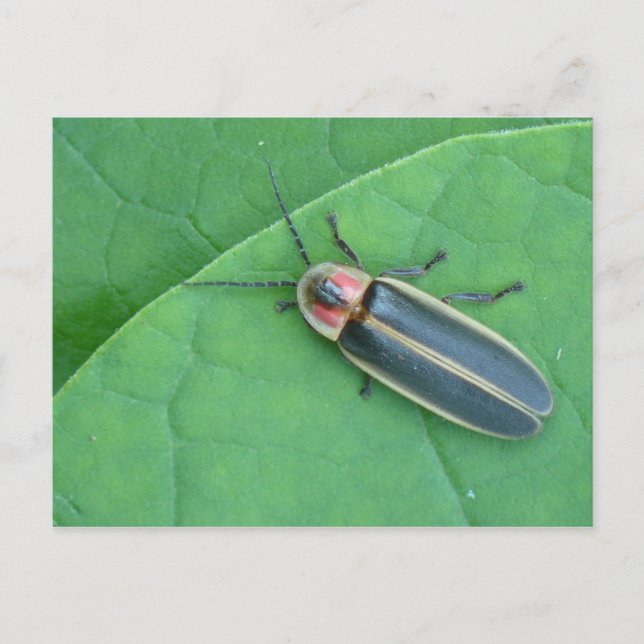 Pyralis Firefly Postcard. Postcard (Front)