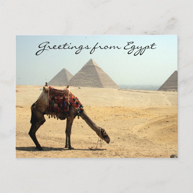 pyramid camel greetings postcard (Front)