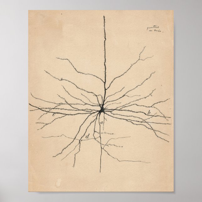 Pyramida Neuron Drawing By Santiago Ramón Y Cajal Poster (Front)