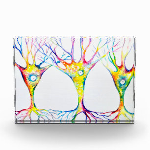 Pyramidal neurons trio photo block