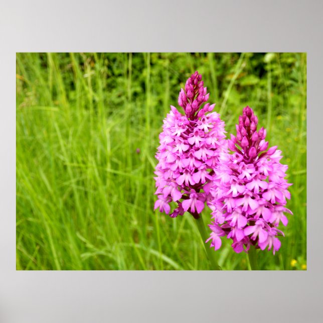 Pyramidal Orchid Poster (Front)