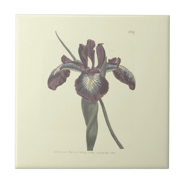 Pyrenean Flag Iris Illustration Tile (Front)