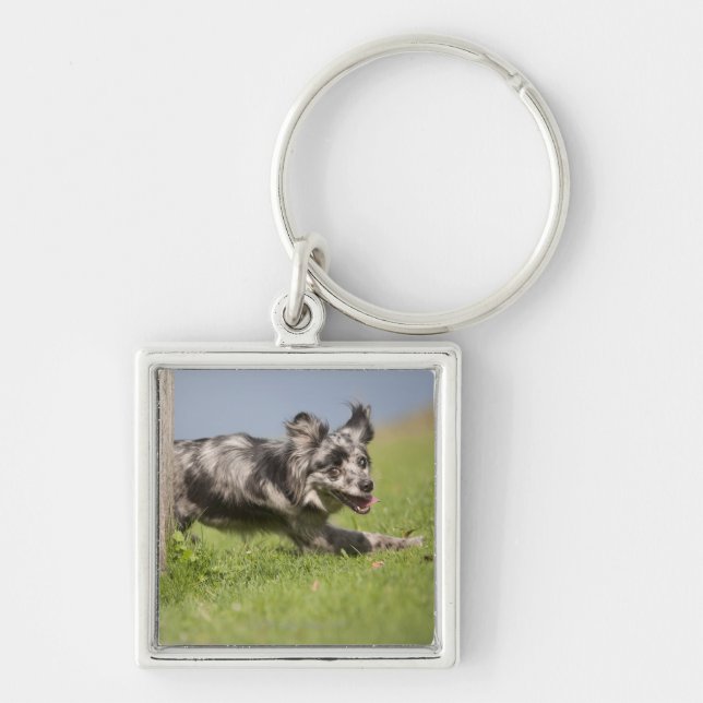 Pyrenean Shepherd goes round the pole Key Ring (Front)