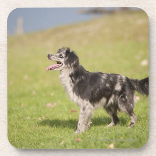 Pyrenean shepherd in alert pose waiting for coaster