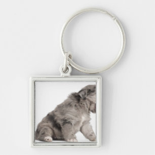 Pyrenean Shepherd puppy (4 weeks) yawning Key Ring