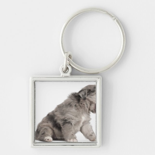 Pyrenean Shepherd puppy (4 weeks) yawning Key Ring (Front)