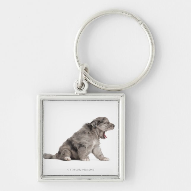 Pyrenean Shepherd puppy (4 weeks) yawning Key Ring (Front)